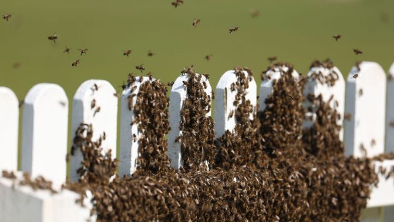 Thousands of bees descend on cricket match forcing play to be suspended