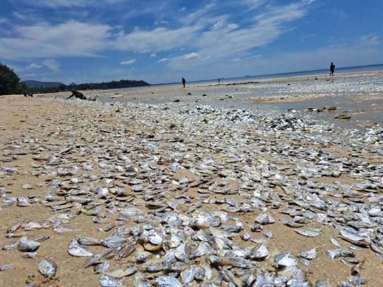 Thousands of dead fish have washed up on a Thai beach. Experts say climate change may be to blame