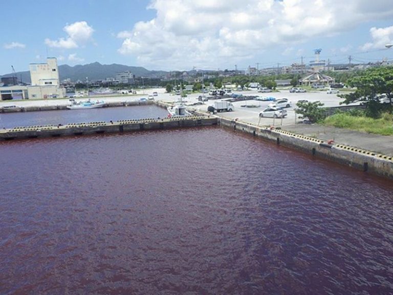 Brewery leak turns sea red in Japan