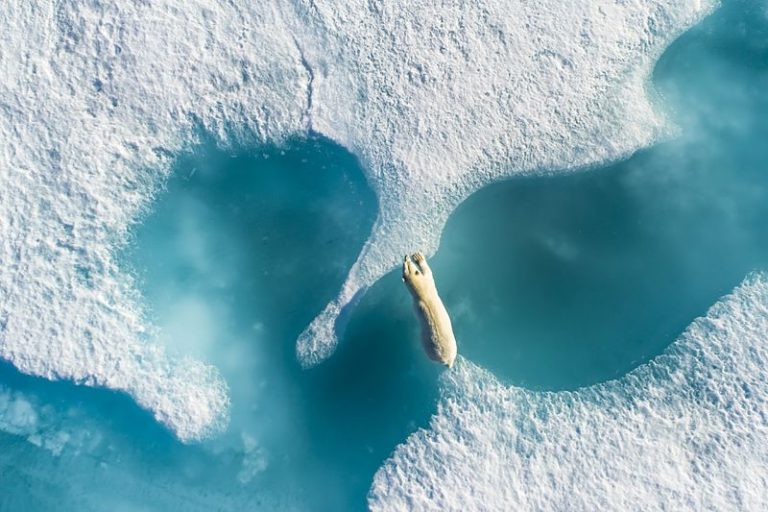 The icy patience of an Arctic photographer