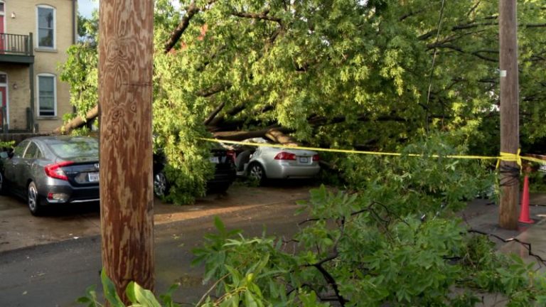 Woman dies after tree falls on her car during Saturday’s severe weather in St. Louis