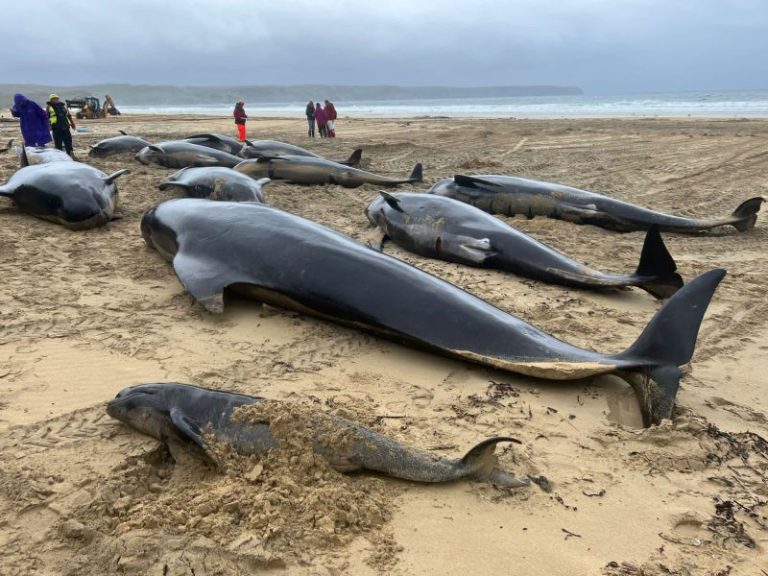 More than 50 pilot whales die after mass stranding on Scottish island