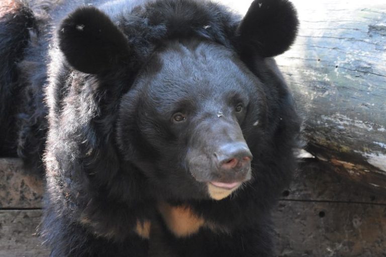 War-traumatized Ukrainian bear to be adopted by Scottish zoo