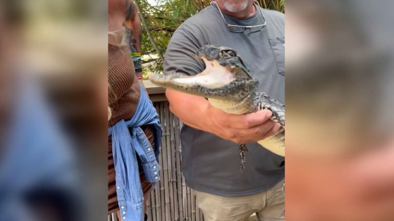 Rescued alligator with top half of its jaw missing gets new home at Gatorland, Florida