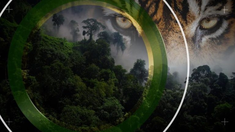 This conservationist lost his eye in a tiger attack — but he’s still fighting to protect the king of the jungle