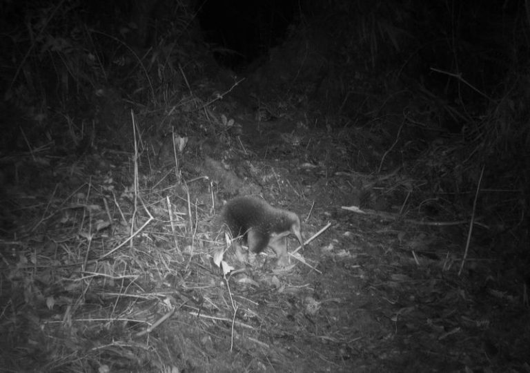 Hedgehog’s spines, anteater’s snout: A long-lost mammal is rediscovered in Indonesia