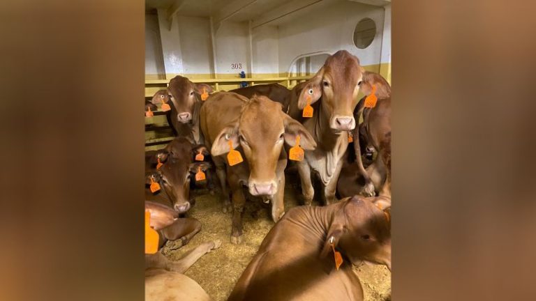 Thousands of sheep and cattle stranded at sea after Red Sea crisis turn back