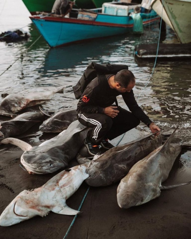 A third of shark species face extinction. Here’s what one man is doing to help