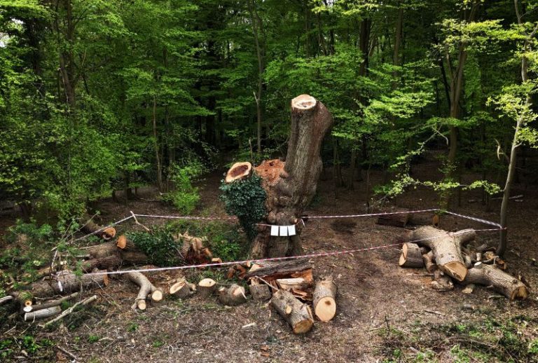 Restaurant chain faces outrage after carving up 500-year-old oak tree